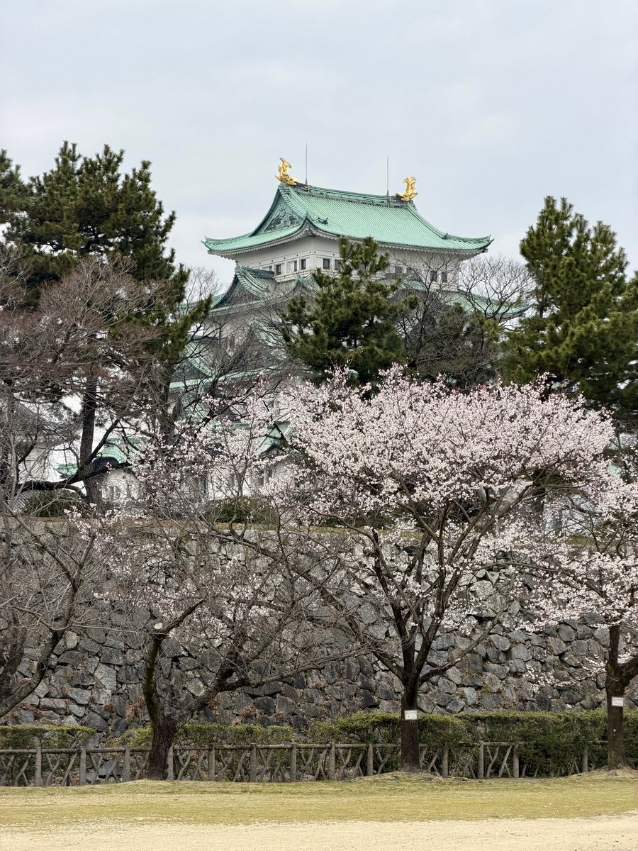 ebinojou's tweet photo. R8.3.19 二の丸御殿跡からギンさん桜、キンさん桜（ご両人手植えのエドヒガンザクラ）越しに望む名古屋城大天守。20日からは春祭りが始まりますが、約900本といわれる桜の見頃は、3月末から4月中旬になる模様です。 https://t.co/ERtoFT6INf