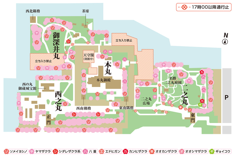 ebinojou's tweet photo. R8.3.19 二の丸御殿跡からギンさん桜、キンさん桜（ご両人手植えのエドヒガンザクラ）越しに望む名古屋城大天守。20日からは春祭りが始まりますが、約900本といわれる桜の見頃は、3月末から4月中旬になる模様です。 https://t.co/ERtoFT6INf