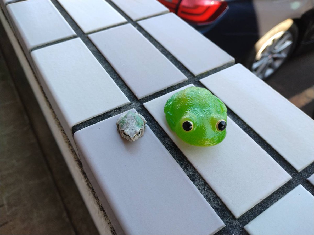 姫宮可憐 tweet media