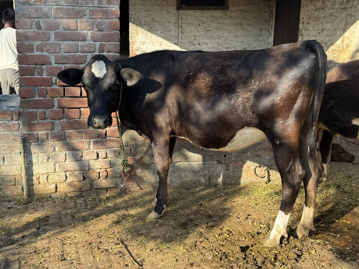 FugaciousOne's tweet image. … and these cute cows, buffaloes, goats. They were so affectionate even though I was a complete stranger to them. 
#Memories #IndiaTrip #Pind