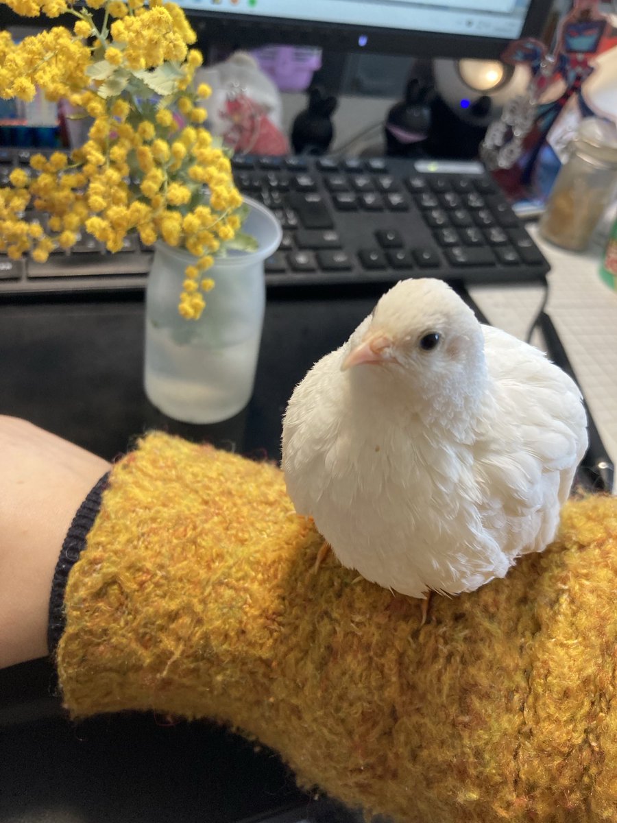ミモザの似合う存在バード