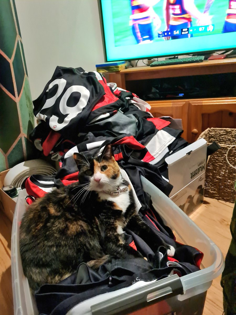 cameyrick1's tweet image. #Caturday
Dusty is ready for the footy season.

#CatsOfTwitter #AussieRules