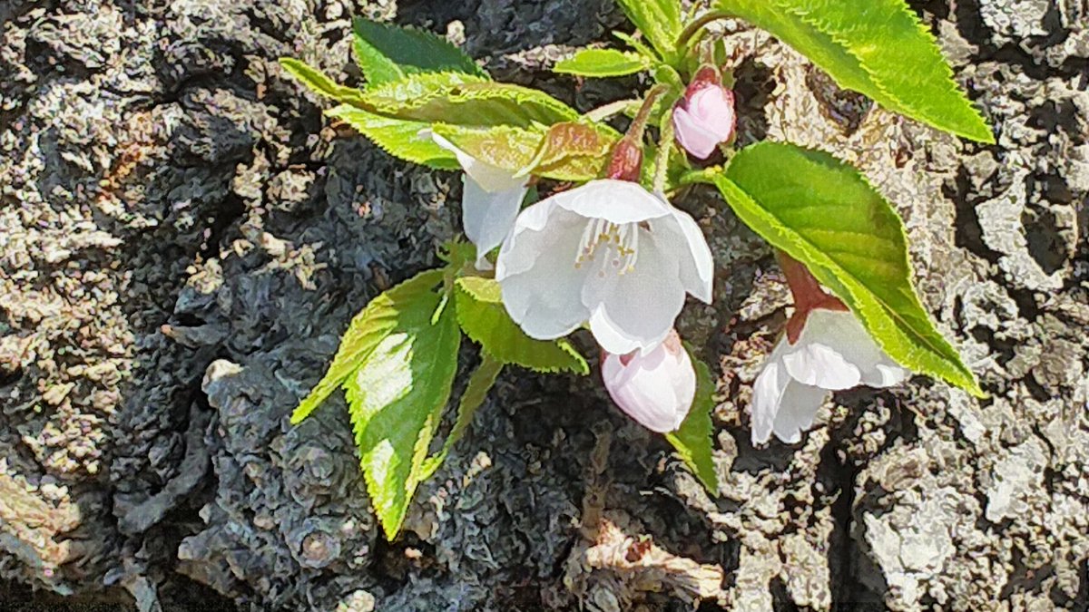 高速なレッドマウス@2026年4月なのです！春ですねぇ… tweet media