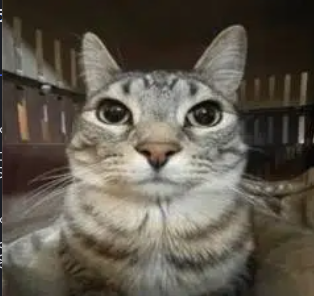 topblasted tweet media