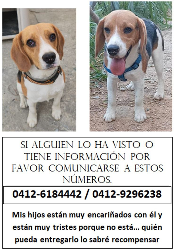 PerroUsuario's tweet photo. Se busca en Ruiz Pineda Caricuao Caracas https://t.co/UTohVvunWV