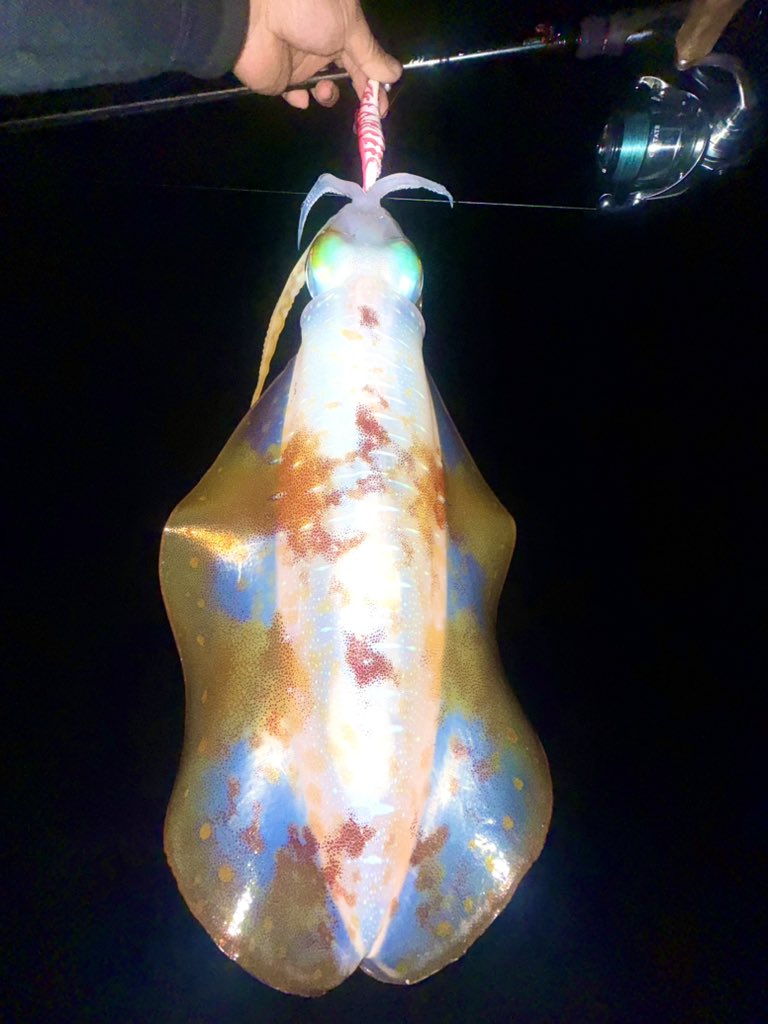 yu_fishing tweet media