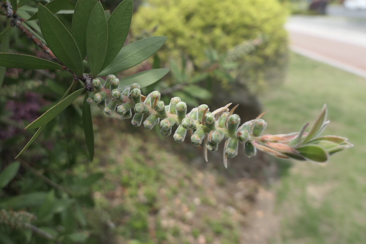 𝐃ora𝐃aemon tweet media