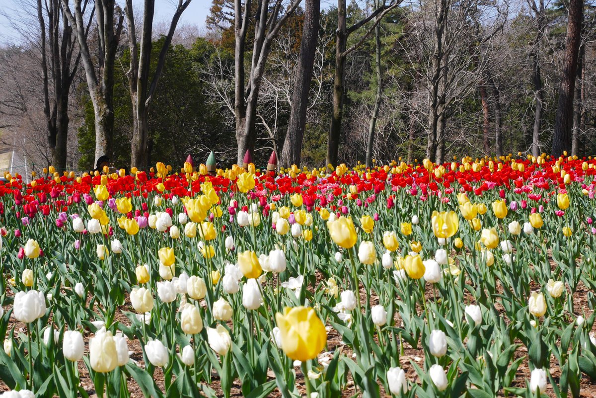 国営武蔵丘陵森林公園 tweet media