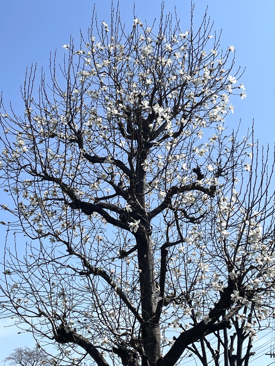 こだま和文 tweet media