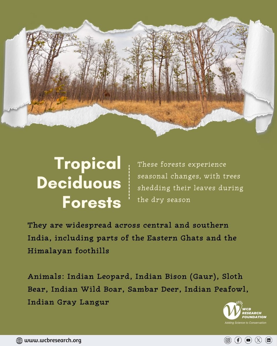 WcbResearch's tweet photo. This International Day of Forests, let’s understand, appreciate, and protect the diversity that keeps our planet alive.
Because when forests thrive, life thrives.
#InternationalDayOfForests #ForestsOfIndia #BiodiversityMatters #ConservationAction https://t.co/aRcOooMMfv