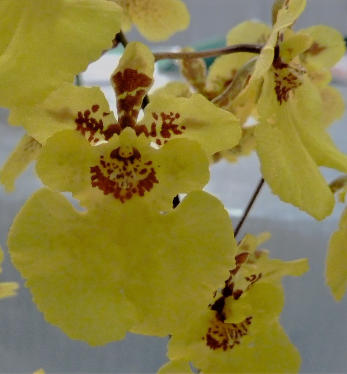 OrchidsWorldCom tweet media