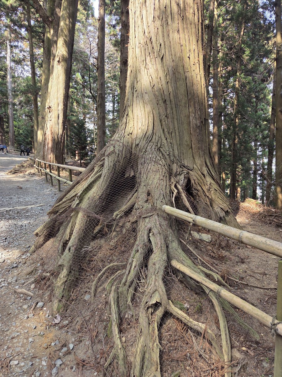 さとやん『網タイツ((ﾎﾞｿ』