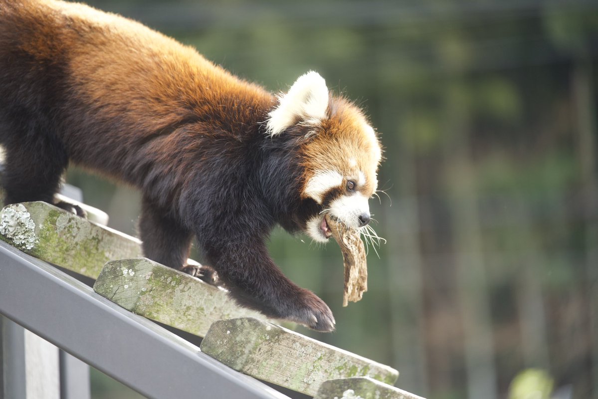 るん🐾 tweet media