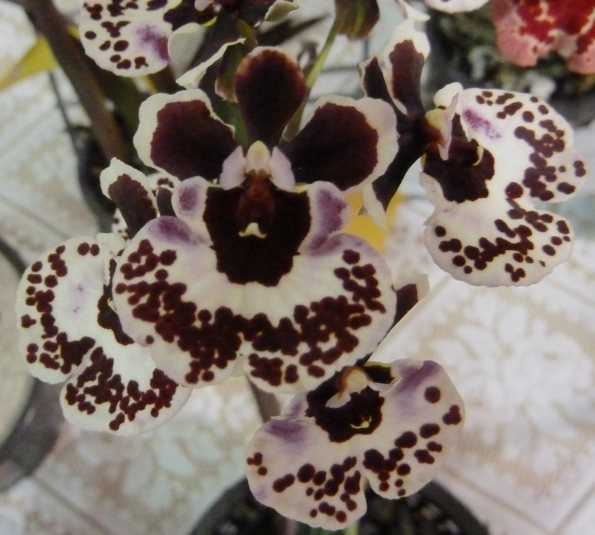 OrchidsWorldCom tweet media