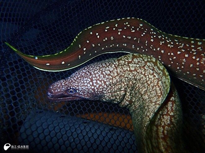 新江ノ島水族館 tweet media