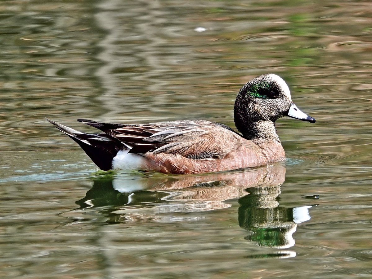 MandaPanda73 tweet media