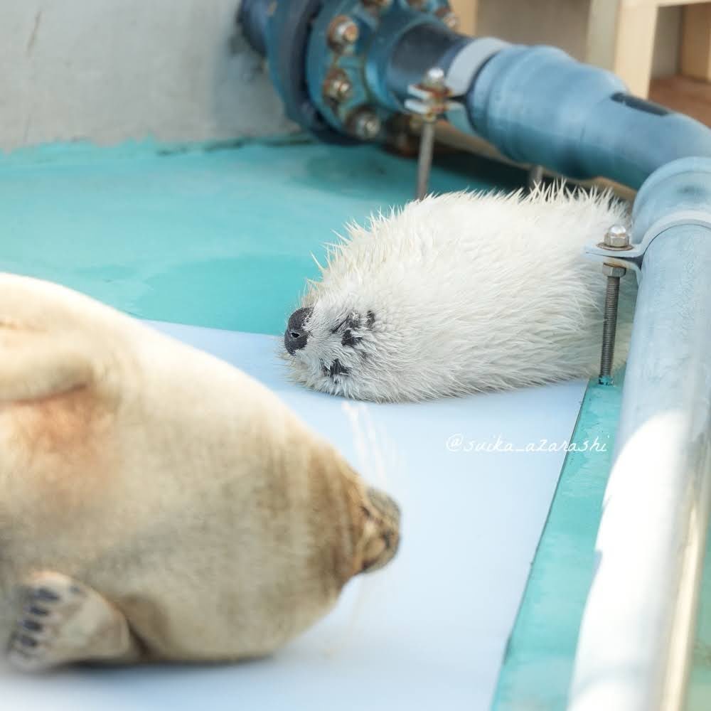 スイカ tweet media