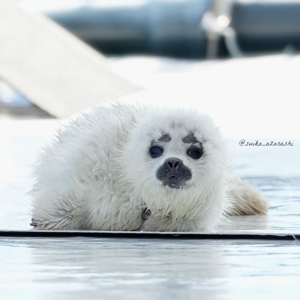 スイカ tweet media