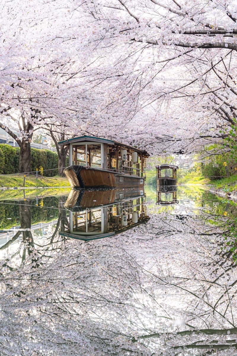 yuya0240's tweet photo. 春の京都に現れる水鏡の世界 https://t.co/xagPwaXaL9
