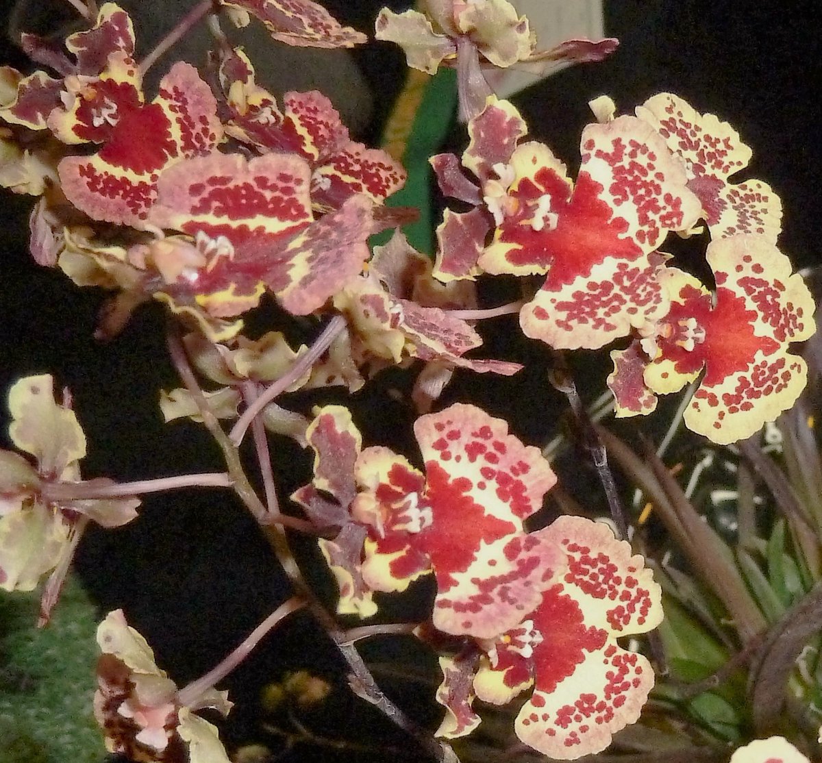 OrchidsWorldCom tweet media