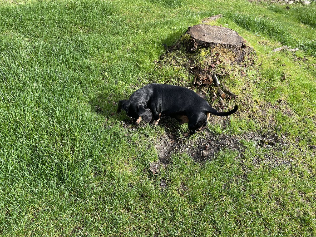 Karls (legally baby) tweet media