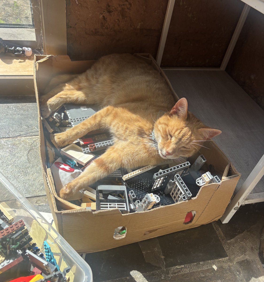 Eva (is practising anarchist calisthenics) tweet media