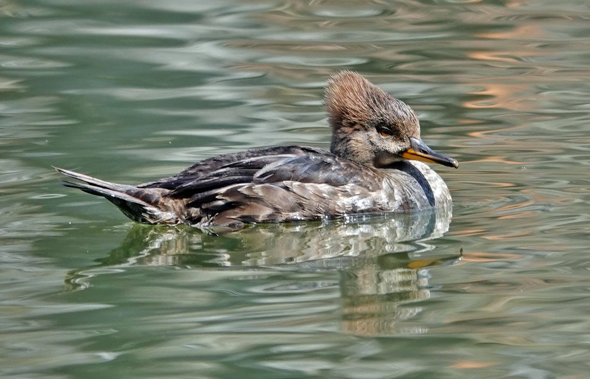 MandaPanda73 tweet media