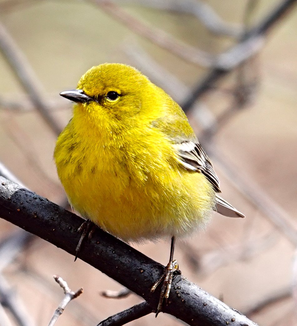 MandaPanda73 tweet media