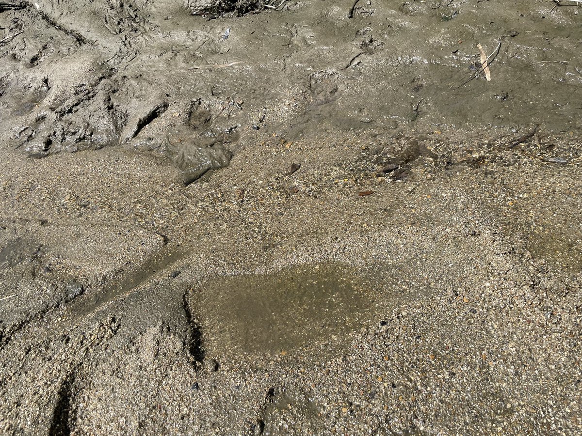 ゆりえる。 tweet media