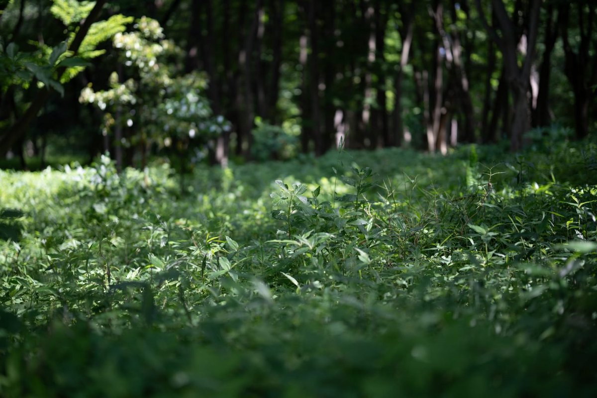 カメラ専門店 マップカメラ【公式】 tweet media