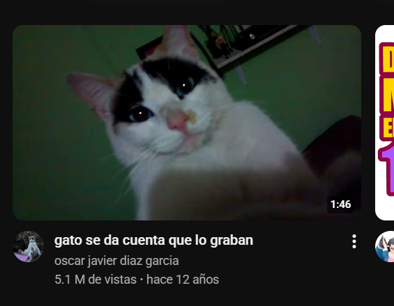 vulpaws🦊 tweet media