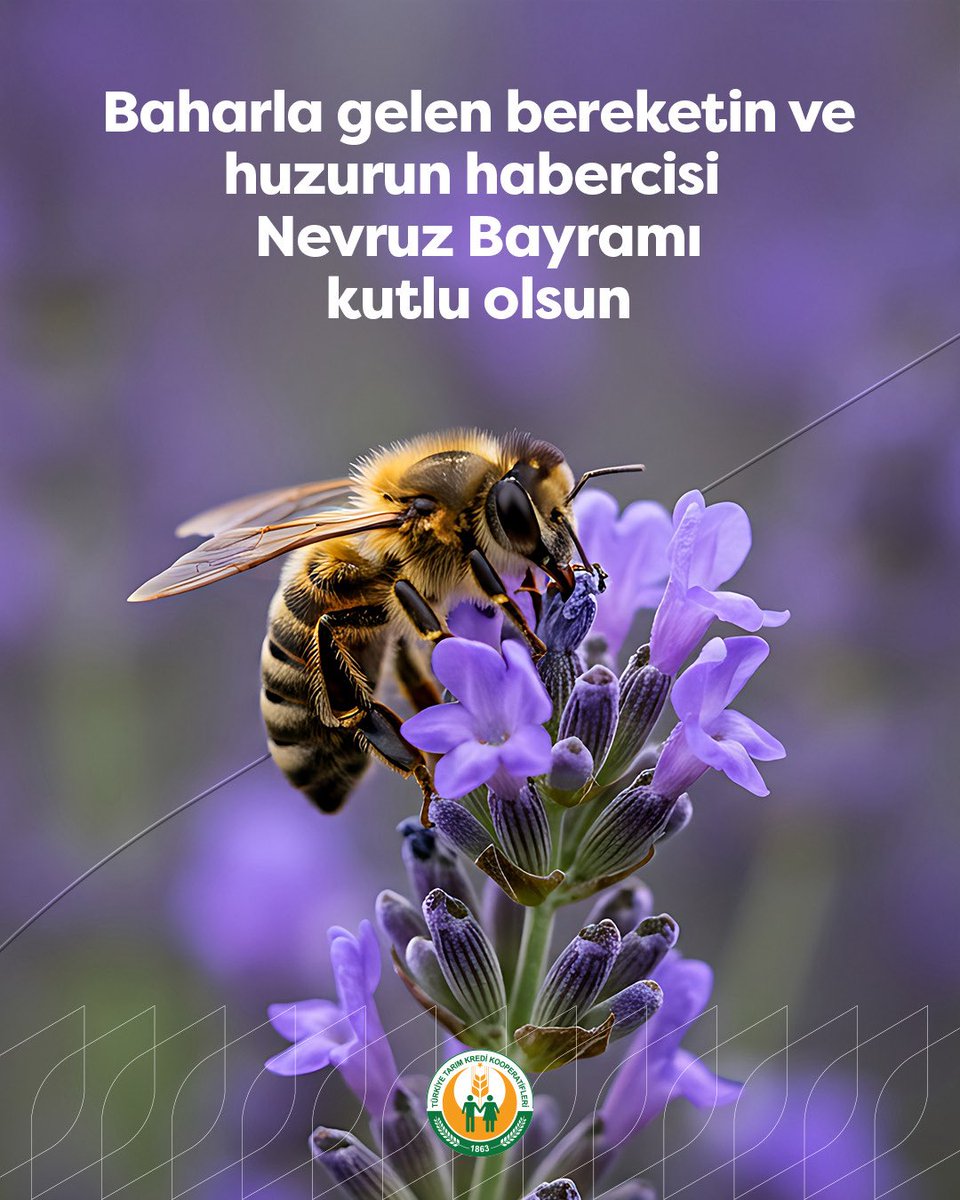 Numan NASIROĞLU tweet media