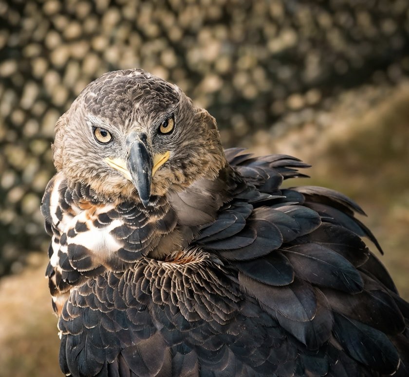 JavaJane🎱 tweet media