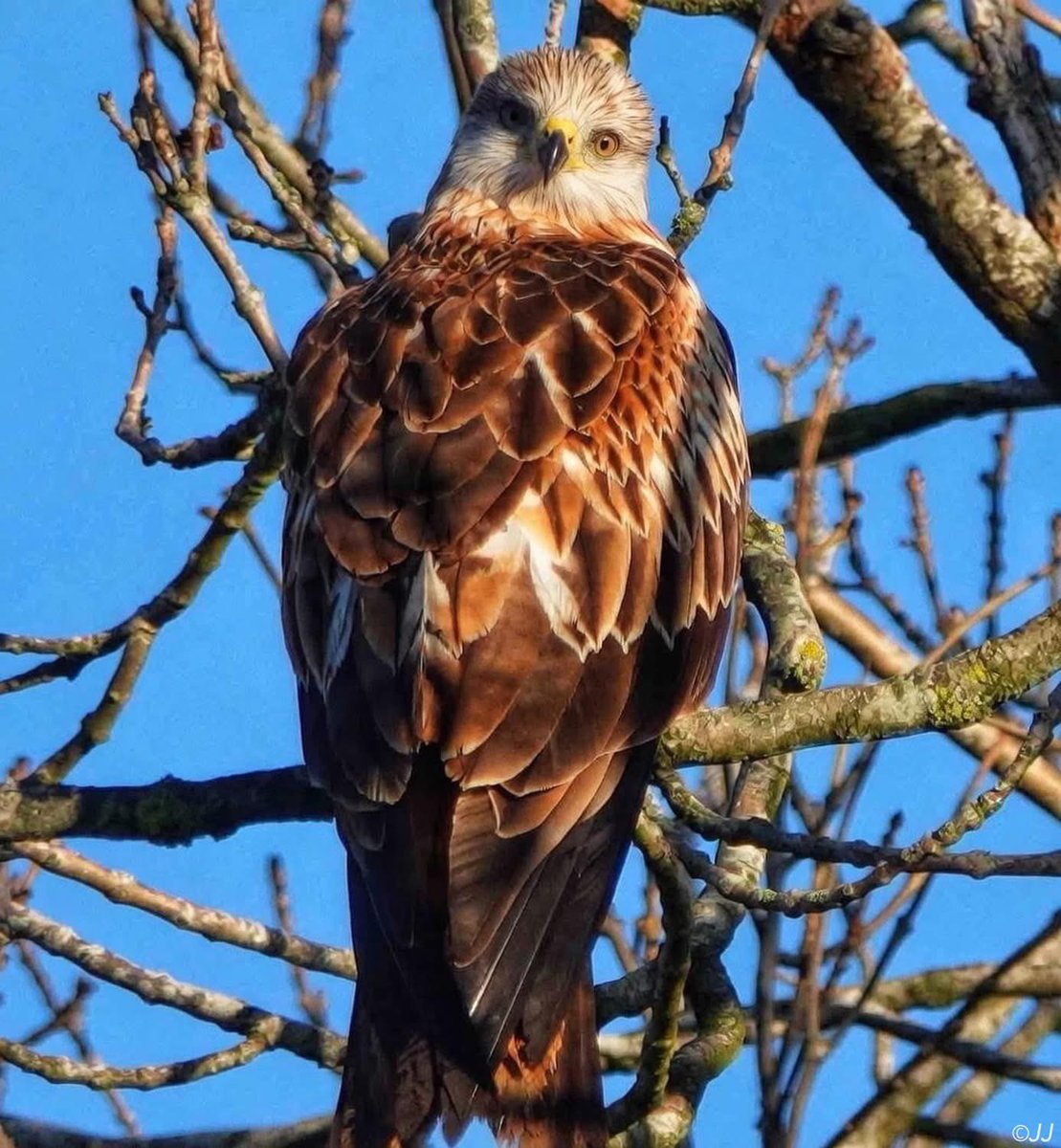 JavaJane🎱 tweet media