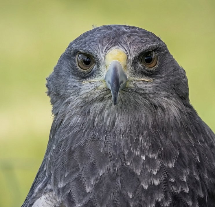 JavaJane🎱 tweet media