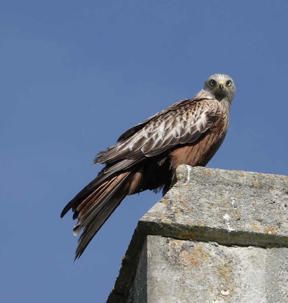 JavaJane🎱 tweet media