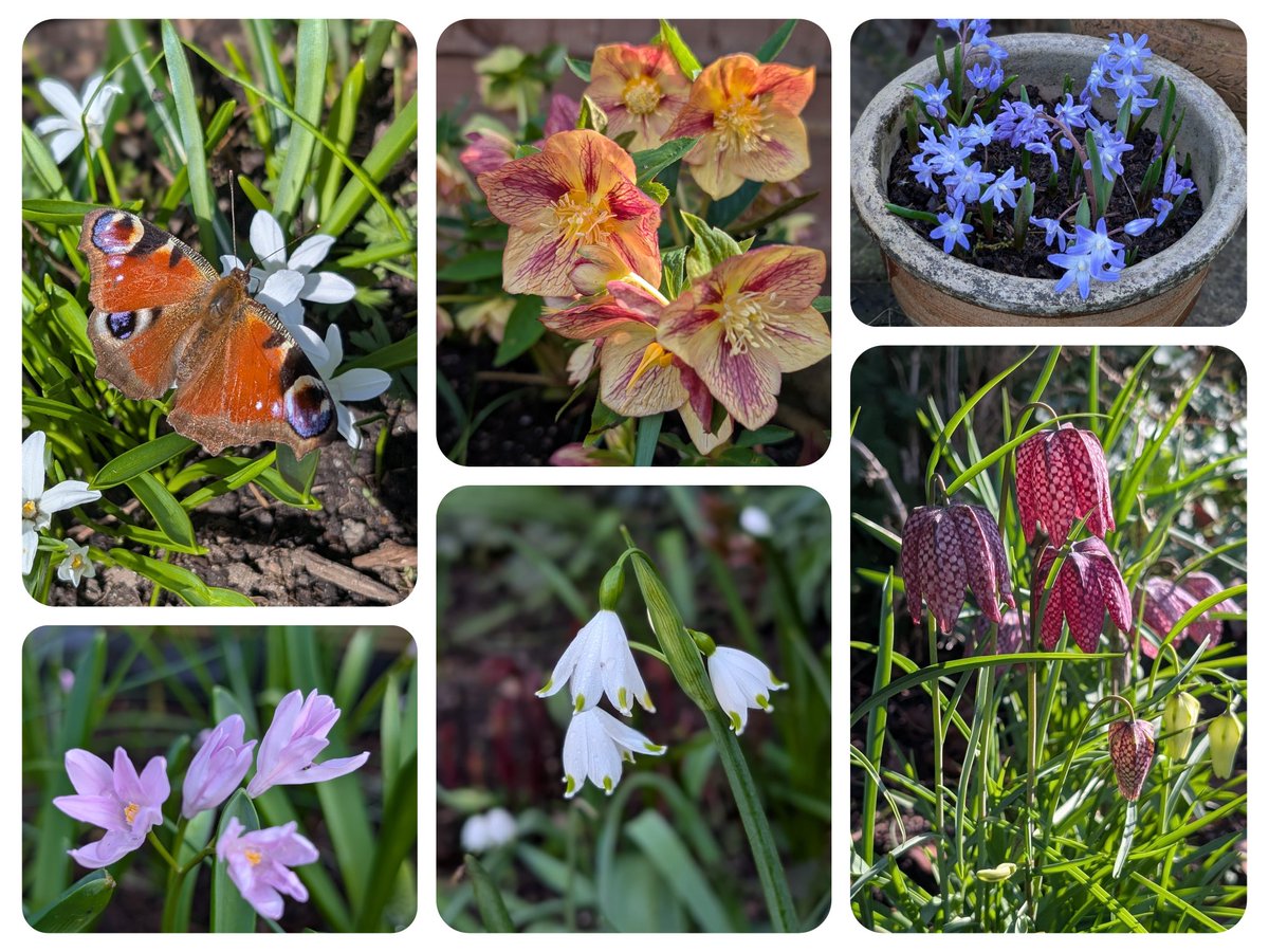 🌱Alison Moore 🐝 tweet media