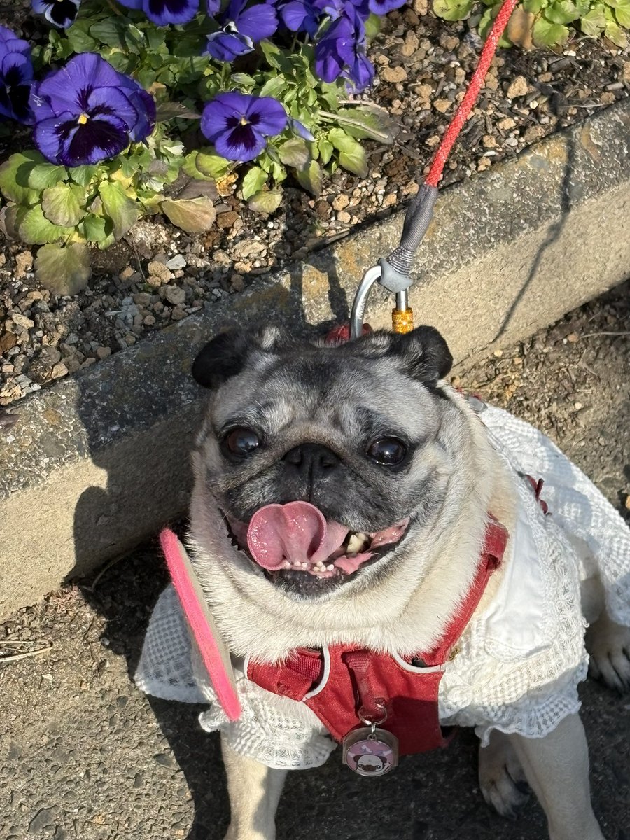 fenomeno tweet media