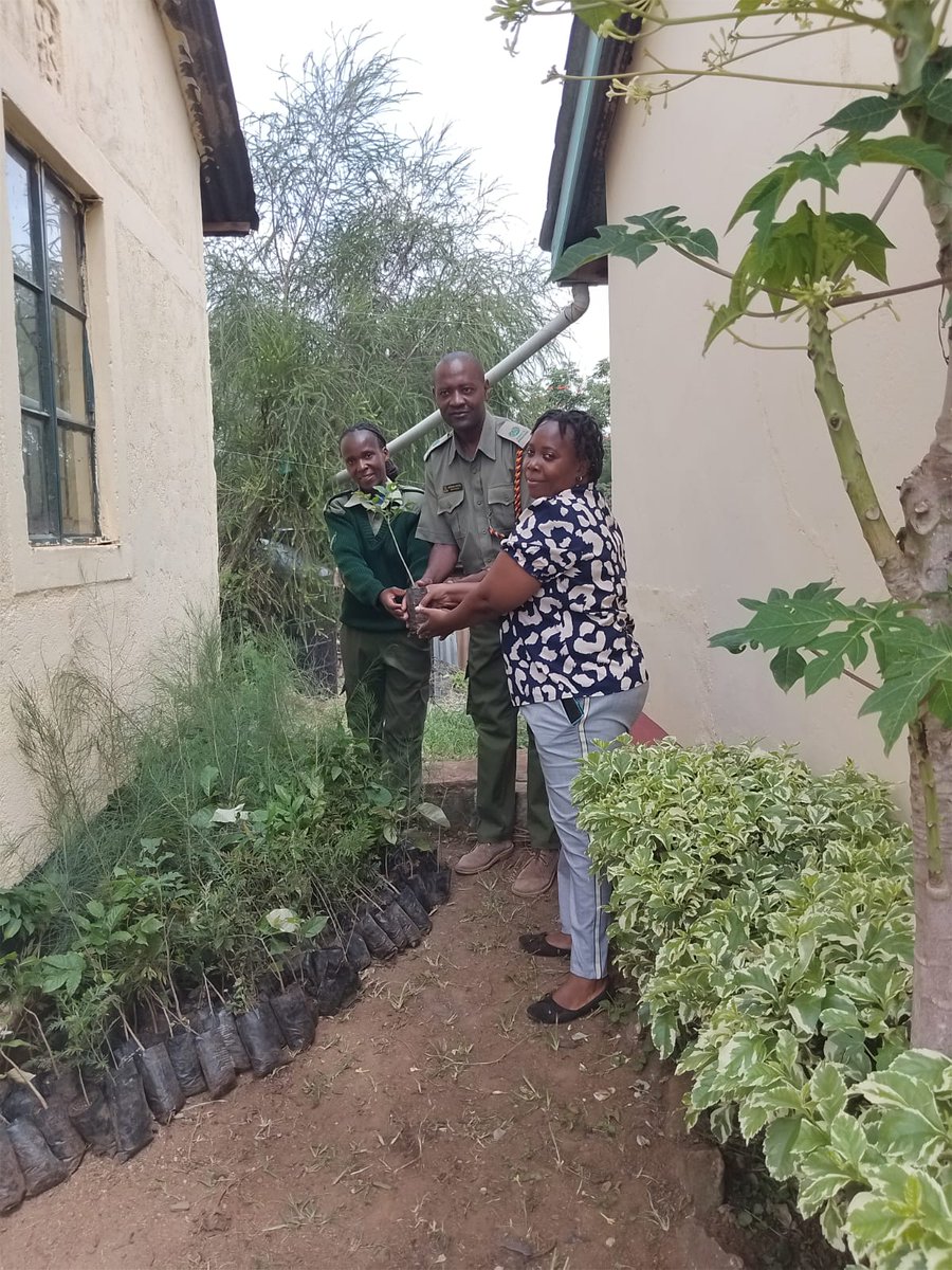 Wangari Maathai Institute tweet media