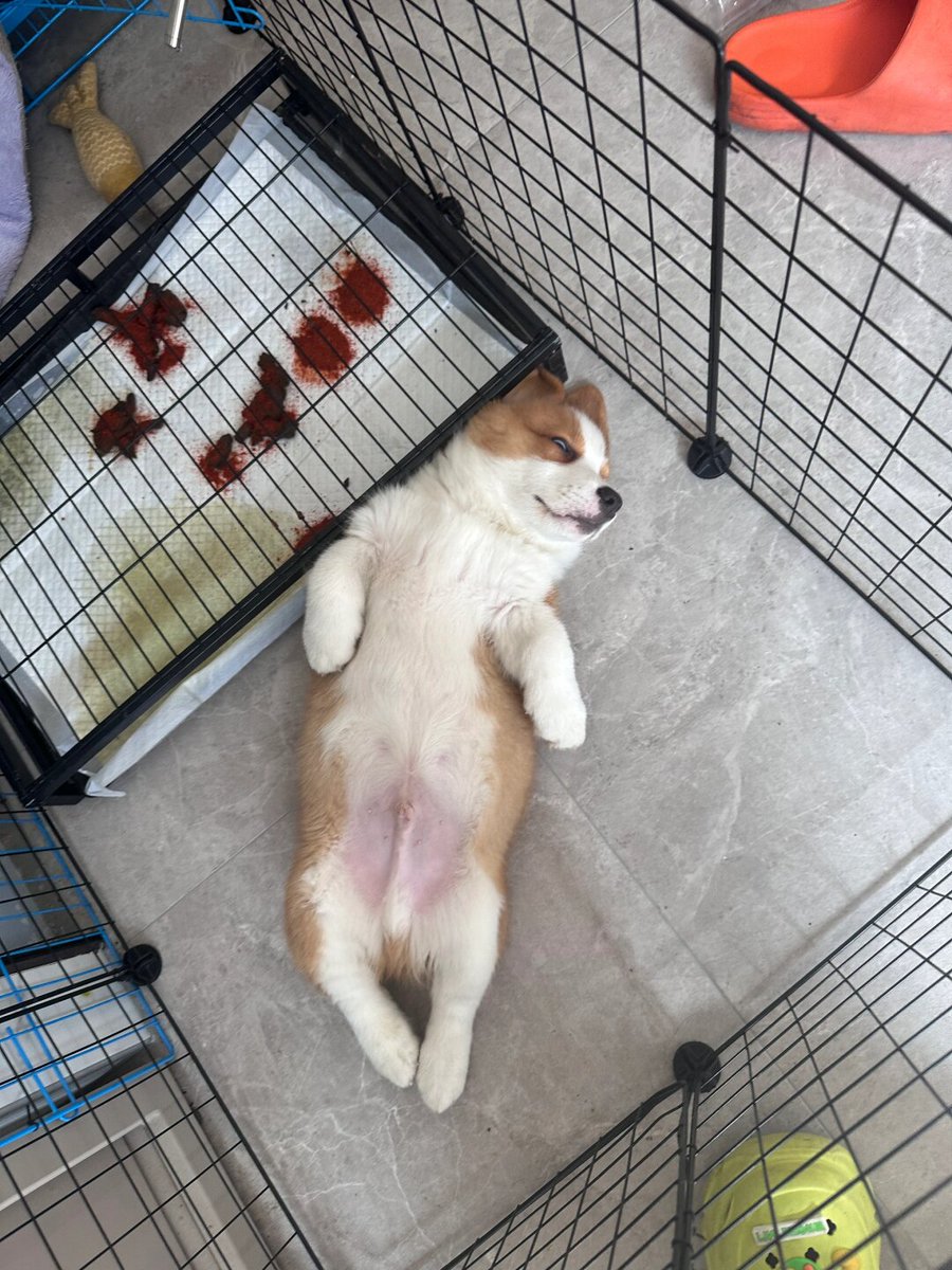 tarau camelia tweet media