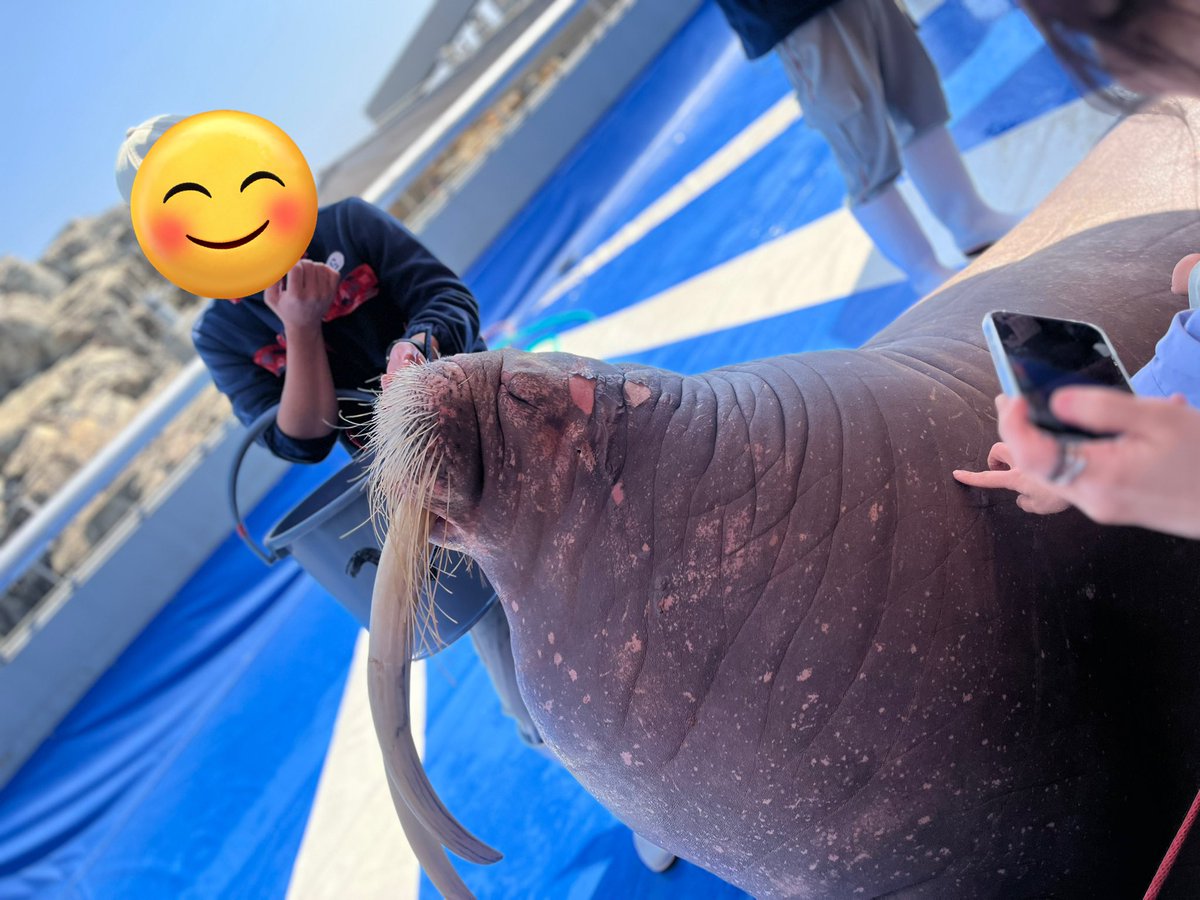 目を閉じてすましたような顔が可愛いねぇ〜🥰
このあと触ることが出来ました。
想像していた通りブヨっとした感触でした

#うみたまご
#セイウチ