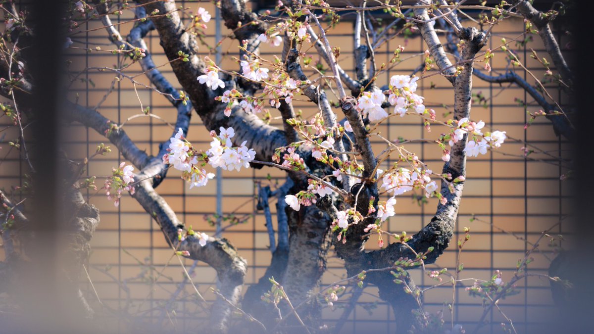 東京トガリ tweet media