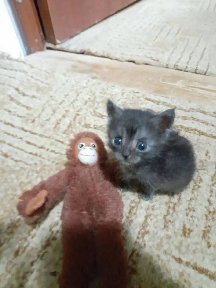 Cats for Happiness. tweet media