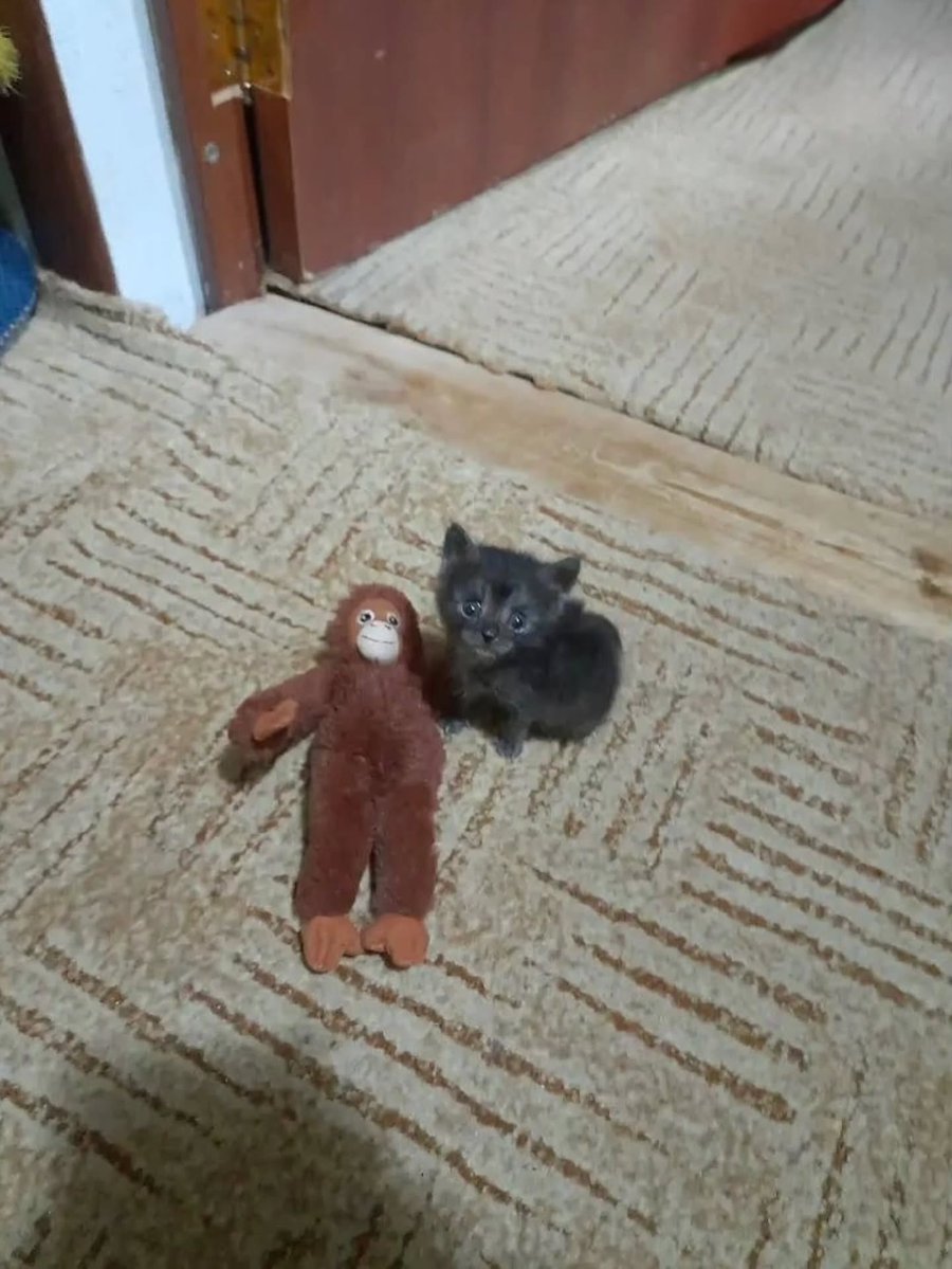 Cats for Happiness. tweet media