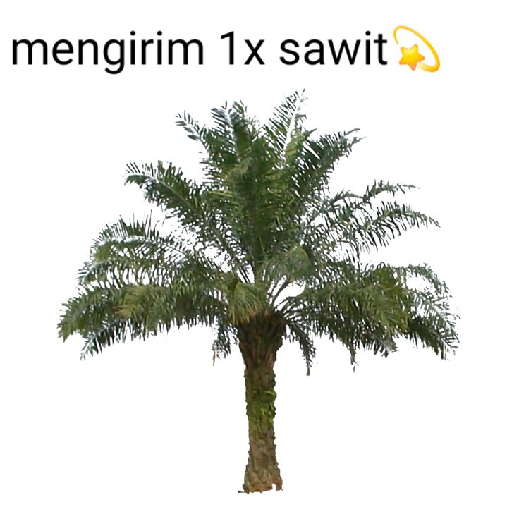 𖦹_ mee ! 🪽 tweet media