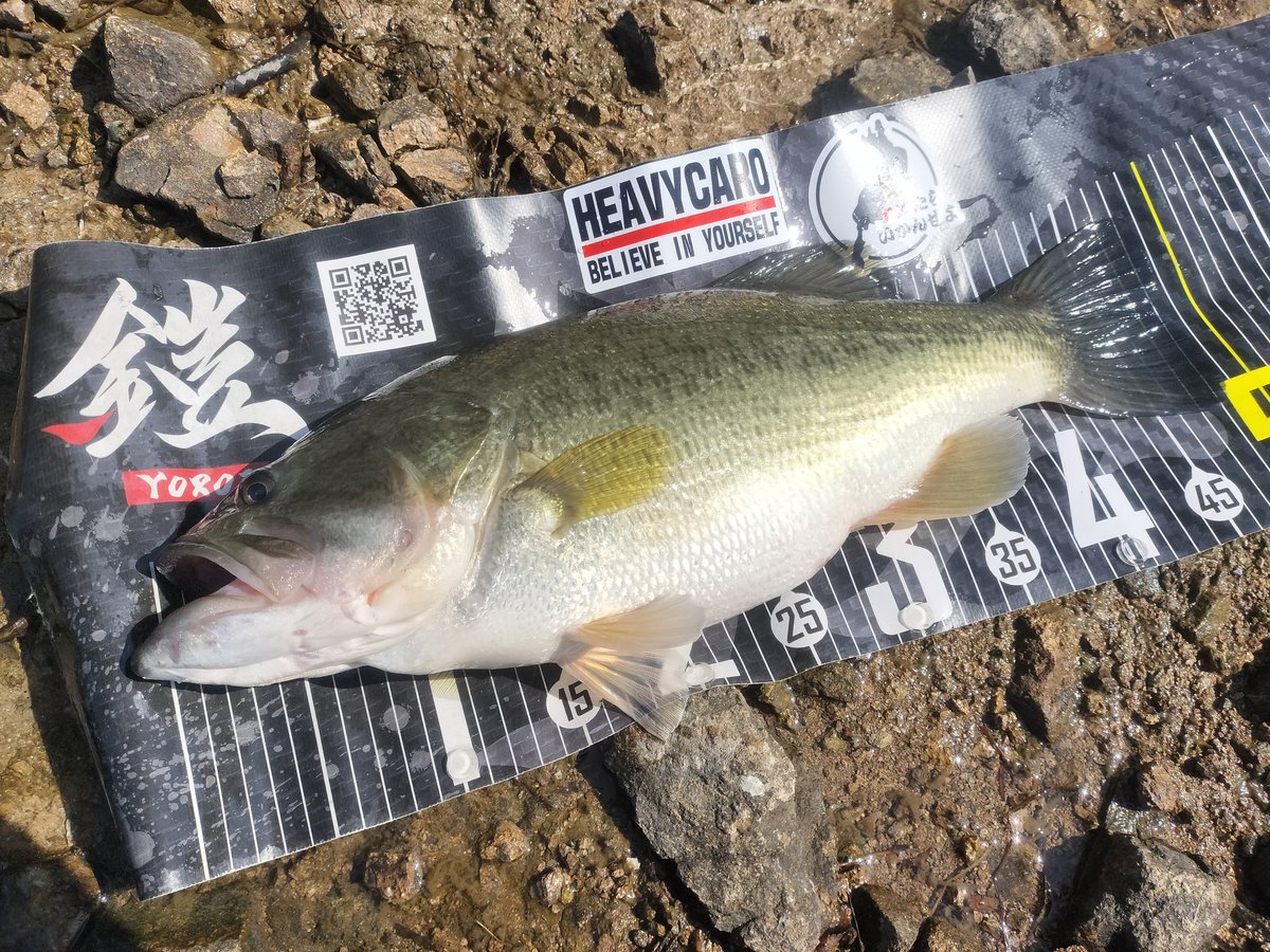 カンちゃんKusaplants tweet media