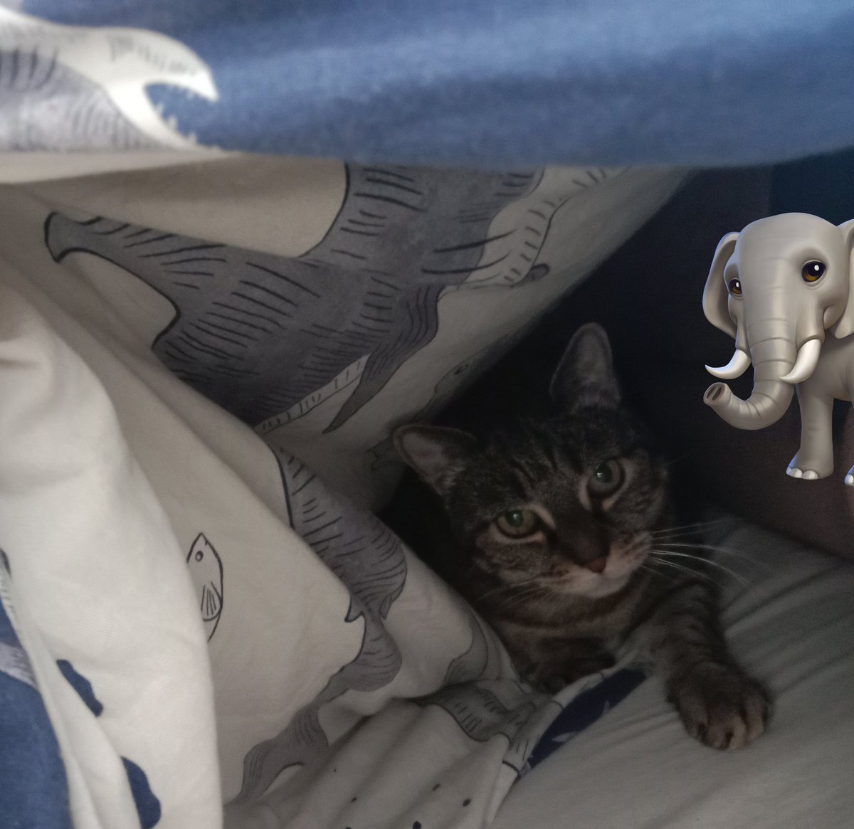 Don Grizzly Modeste tweet media