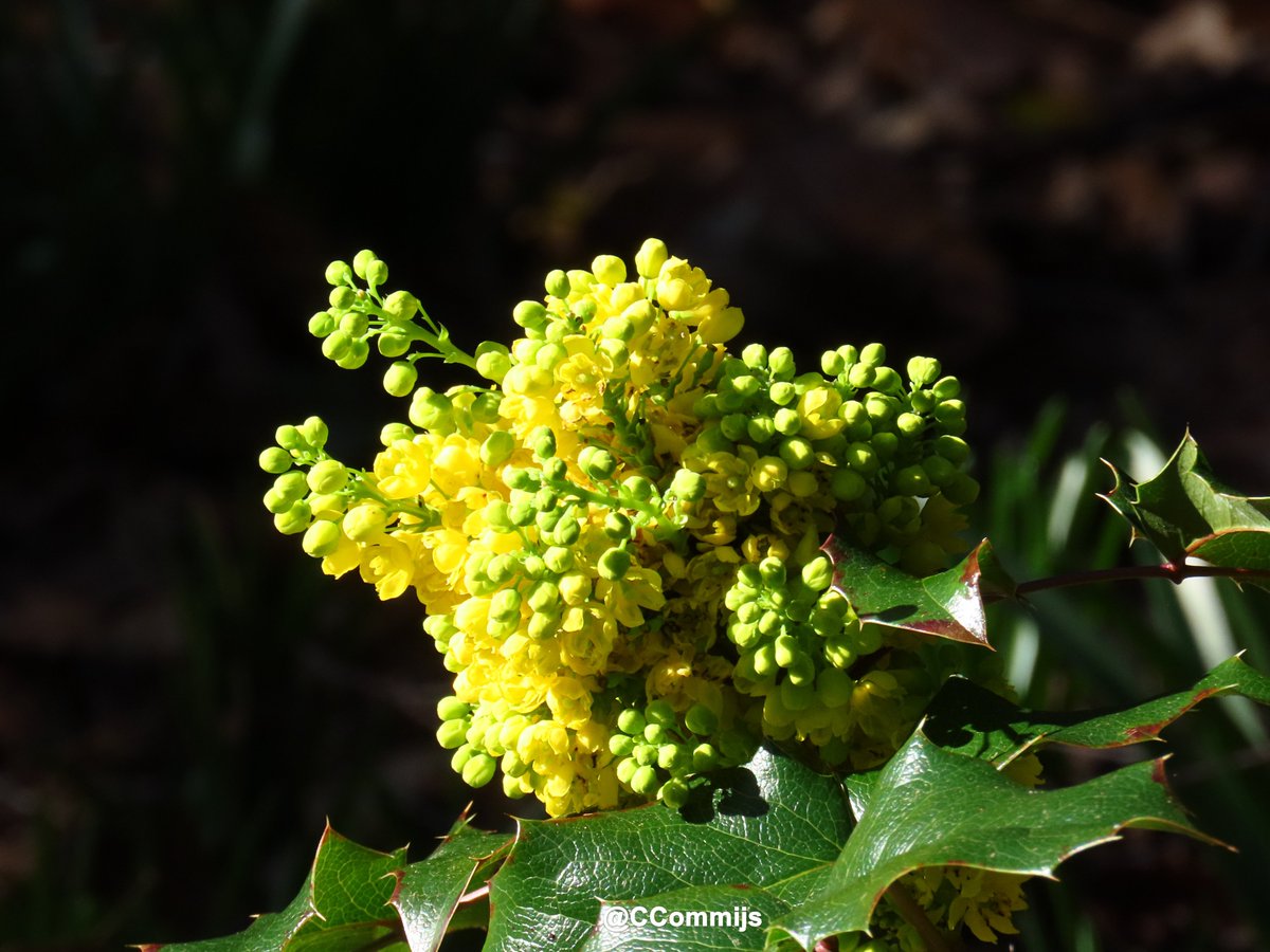 Commijs Commijs🇺🇦 tweet media