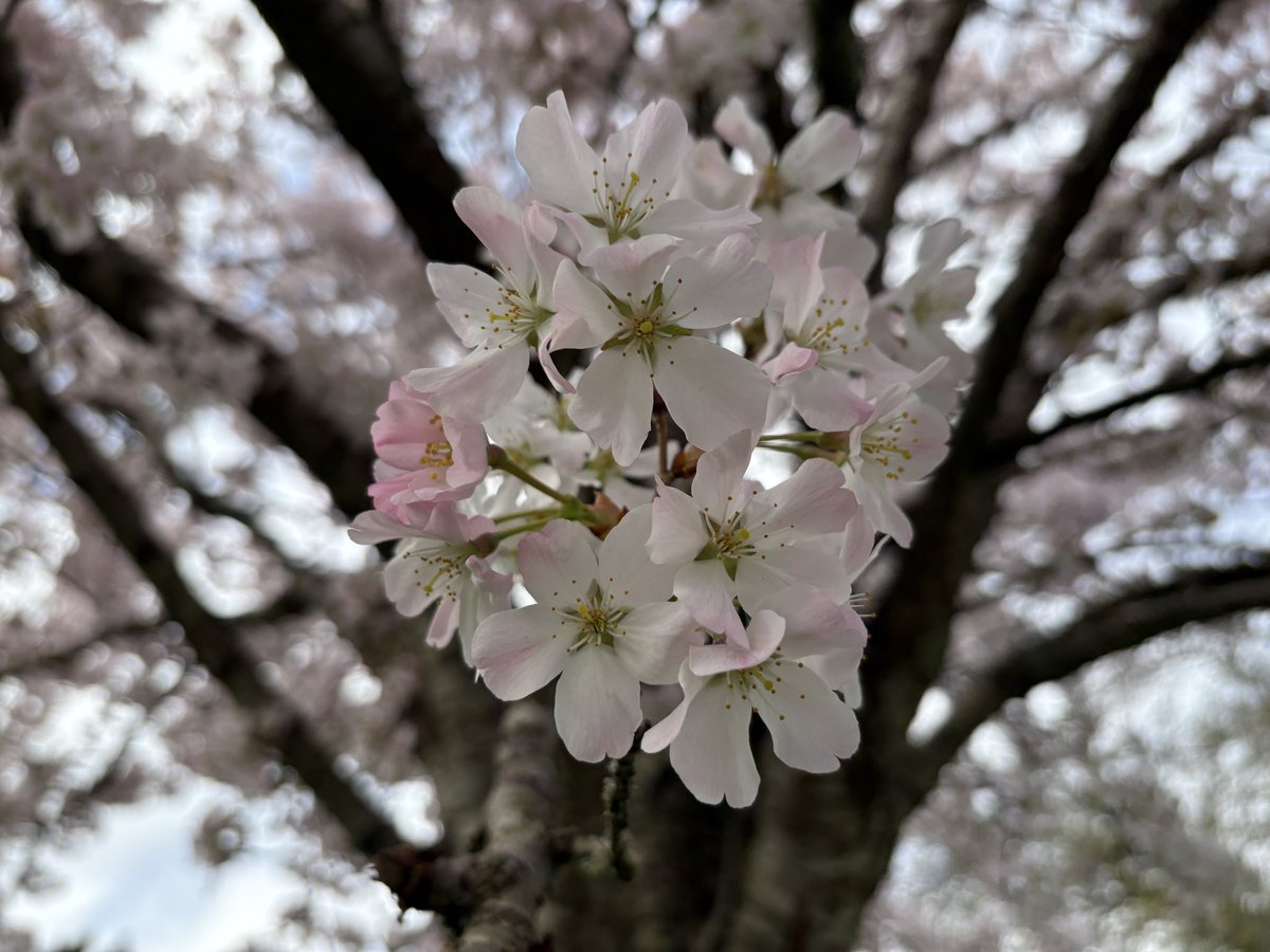 Exeter Trees tweet media