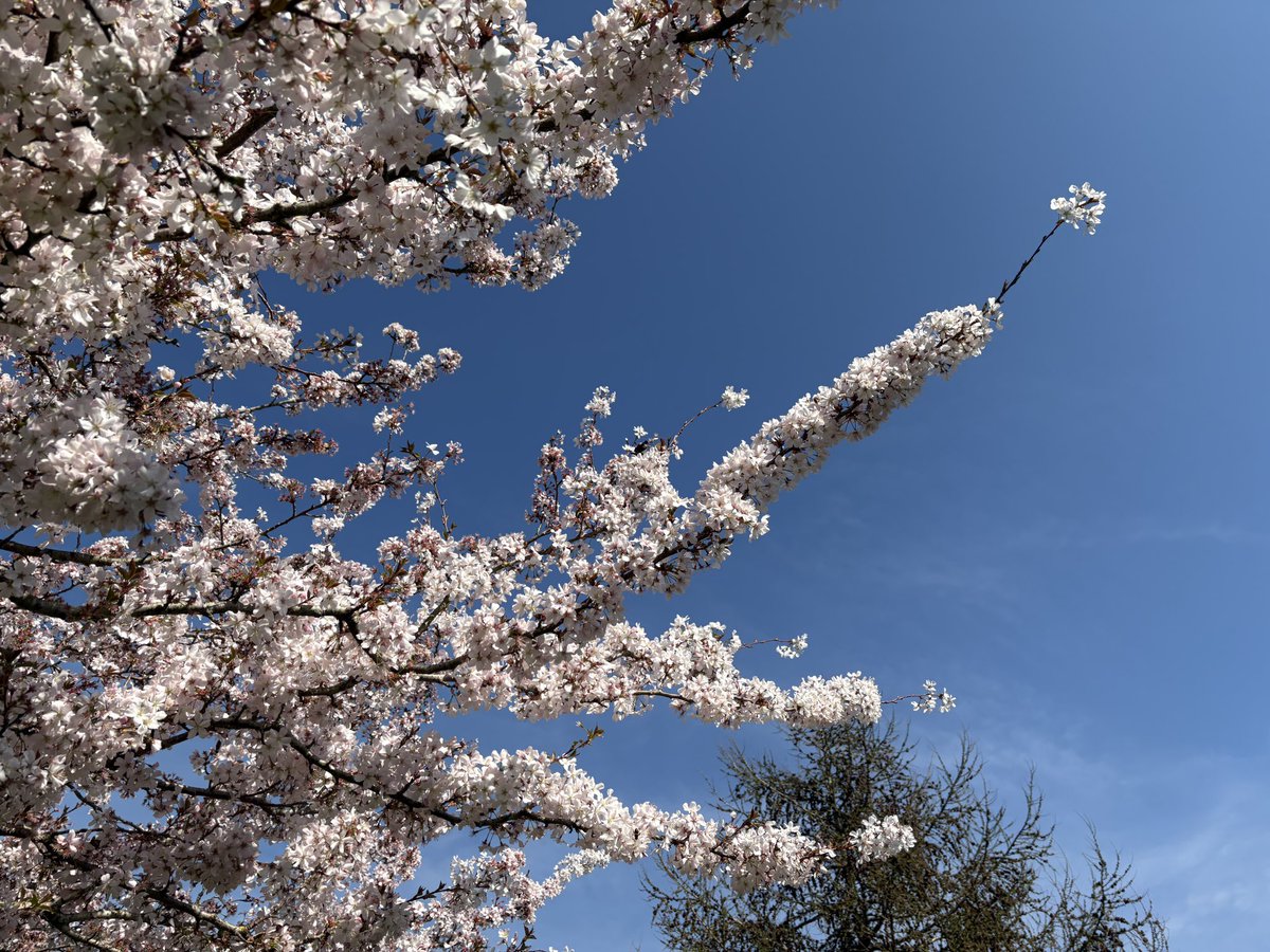 Exeter Trees tweet media